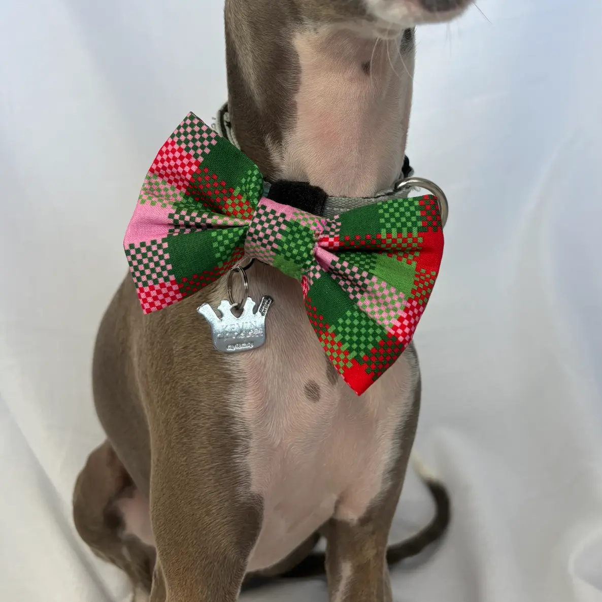 Christmas Gingham Bow Tie - kevin sitting with it on collar close up