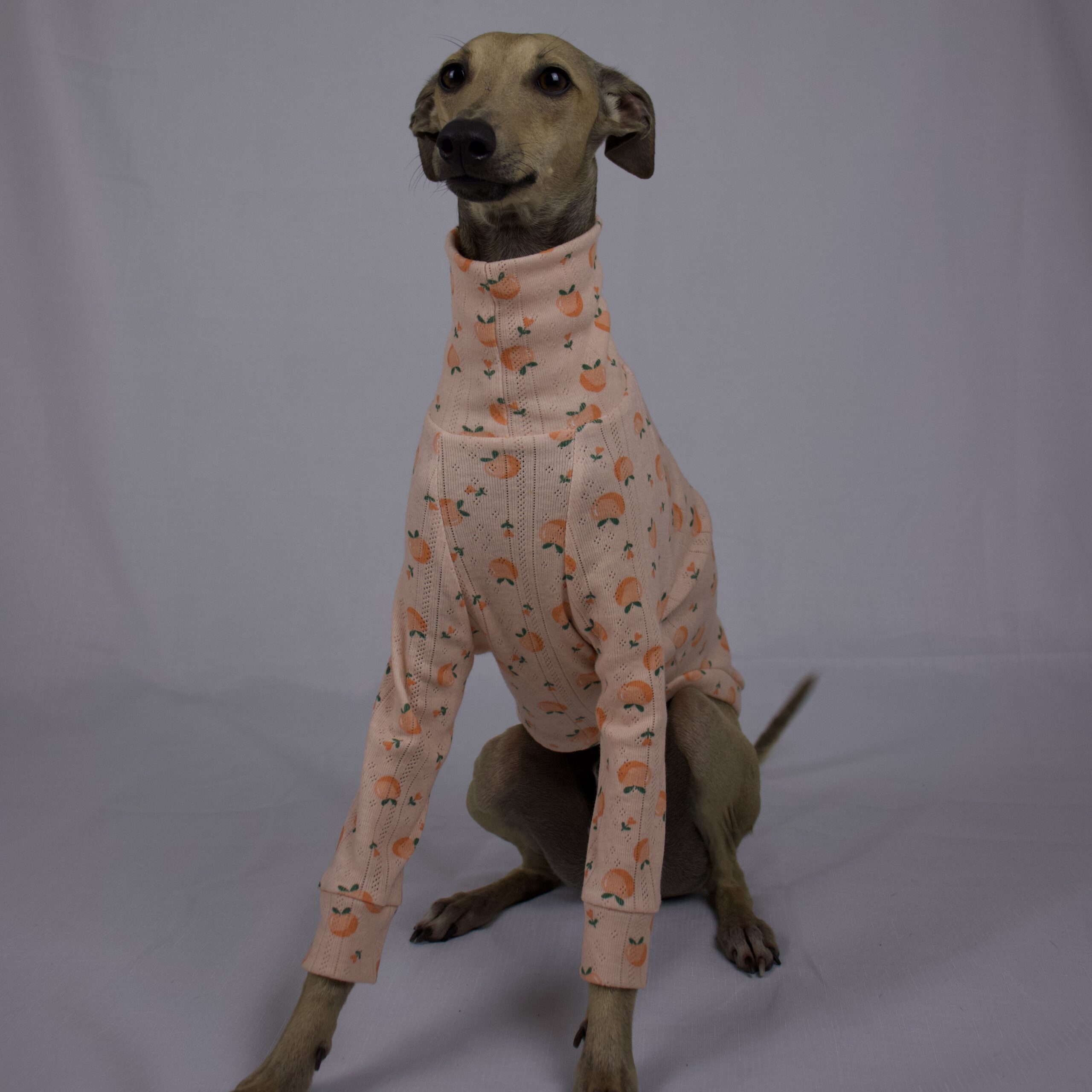 DOUG FACING FORWARD IN PEACH PLEASE