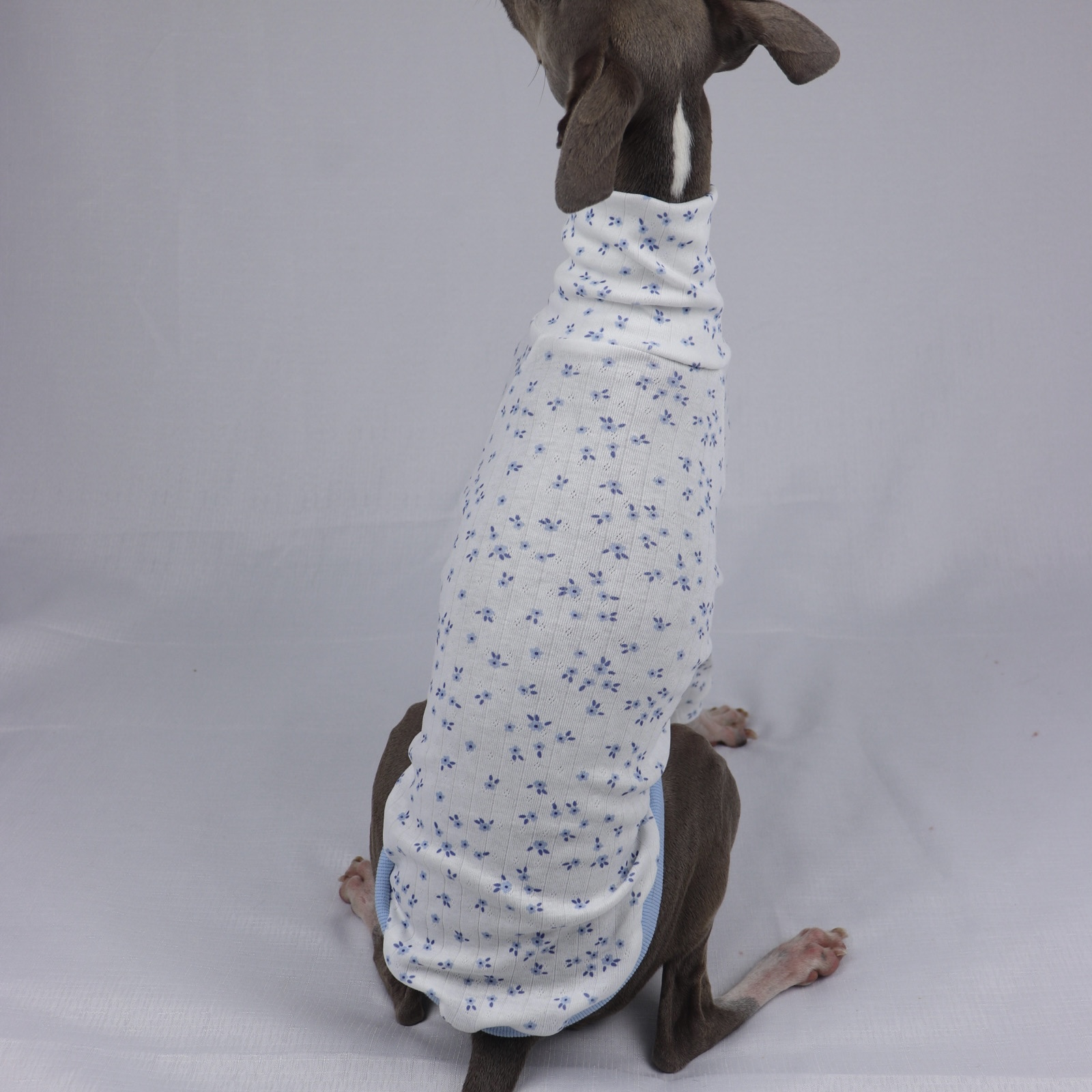 KEVIN IN BLUEBERRY DAISY