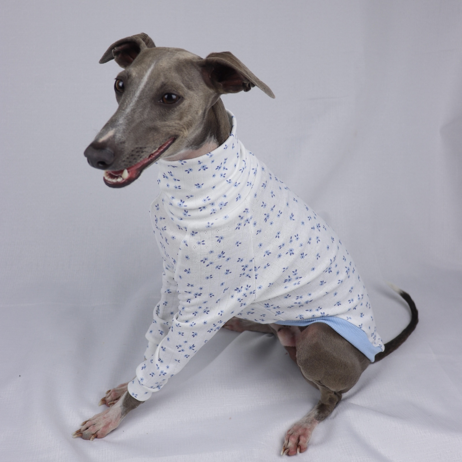 KEVIN IN BLUEBERRY DAISY
