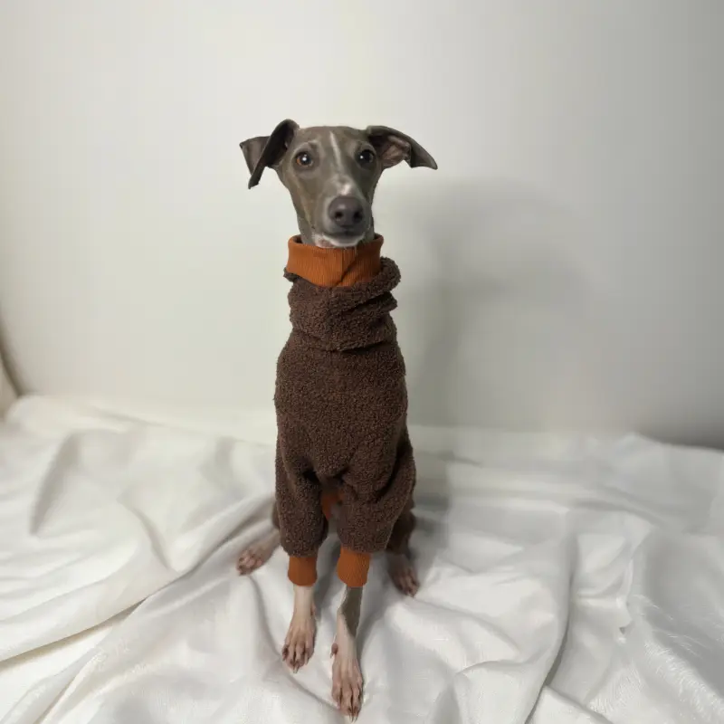 Kevin Italian Greyhound sitting looking directly at the camera while modeling The Sighthound Collection Full Fleece Suit in Cocoa Bean Brown and Tan colour