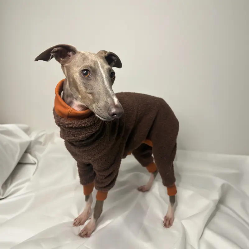 Kevin Italian Greyhound standing up and modeling The Sighthound Collection Full Fleece Suit in Cocoa Bean Brown and Tan colour