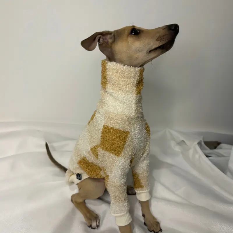 Douglas an italian greyhound sitting up looking up at the camera while modeling The Sighthound Collections Half Suit in Butterscotch Baby. A checkered pattern of multiple tan colours