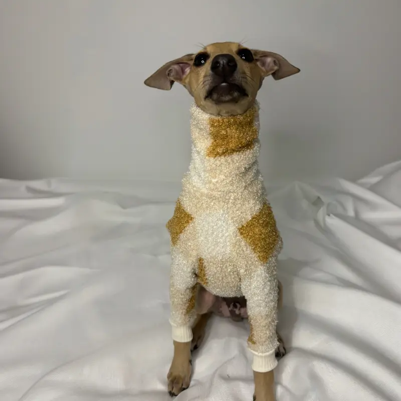 Douglas an italian greyhound sitting up Directly at the camera while modeling The Sighthound Collections Half Suit in Butterscotch Baby. A checkered pattern of multiple tan colours