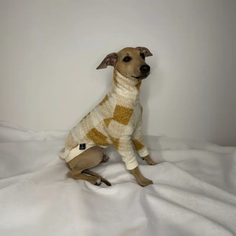 Douglas an italian greyhound sitting side on while modeling The Sighthound Collections Half Suit in Butterscotch Baby. A checkered pattern of multiple tan colours