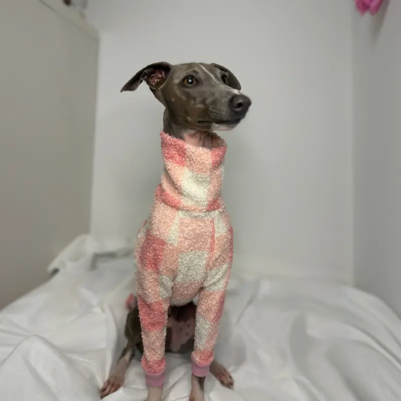 Kevin the Italian Greyhound Modeling The Sighthound Collections Half Suite in Cotton Candy a checkered Pattern in off white, pale pinks colours front view