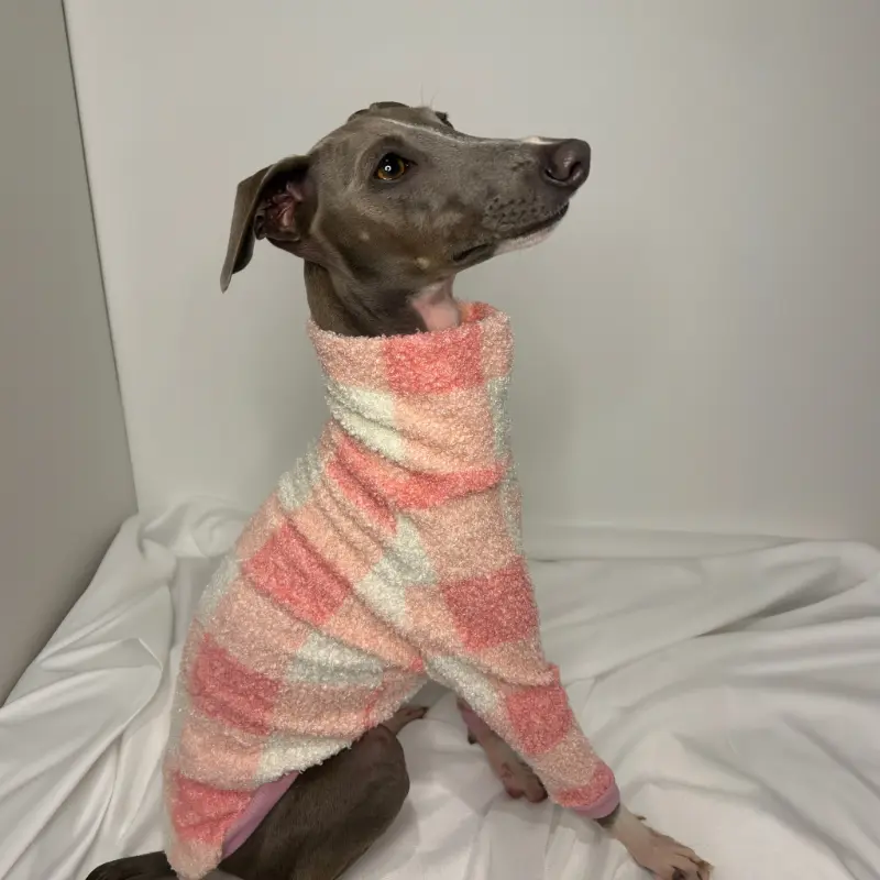 Kevin the Italian Greyhound Modeling The Sighthound Collections Half Suite in Cotton Candy a checkered Pattern in off white, pale pinks colours side view