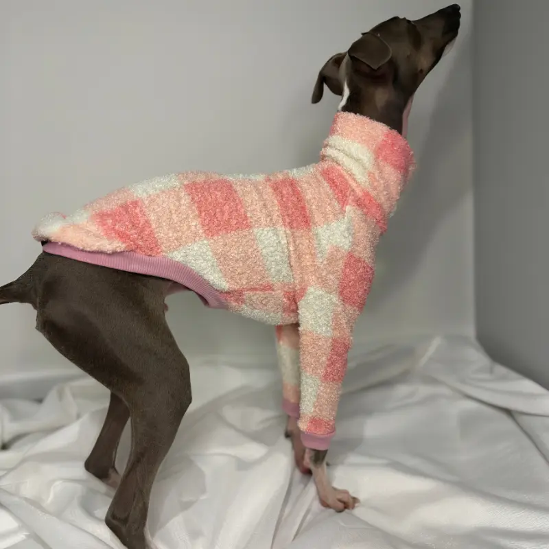 Kevin the Italian Greyhound Modeling The Sighthound Collections Half Suite in Cotton Candy a checkered Pattern in off white, pale pinks colours