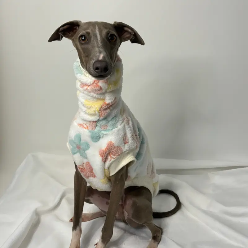 Kevin the Italian Greyhound Modeling The Sighthound Collections Butterfly Boop Burnout Fleece An off white with pastel butterfly print