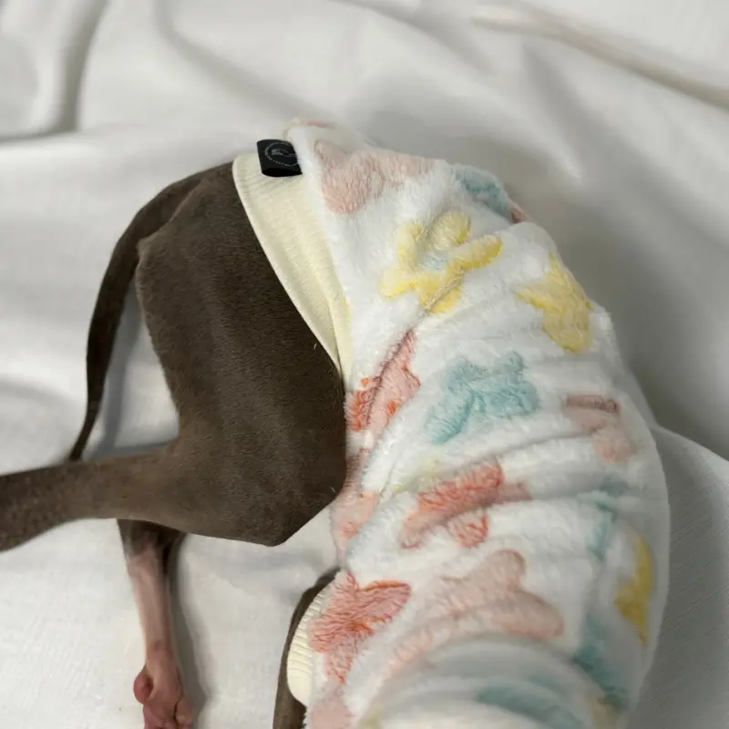 Kevin the Italian Greyhound Modeling The Sighthound Collections Butterfly Boop Burnout Fleece An off white with pastel butterfly print close up side view