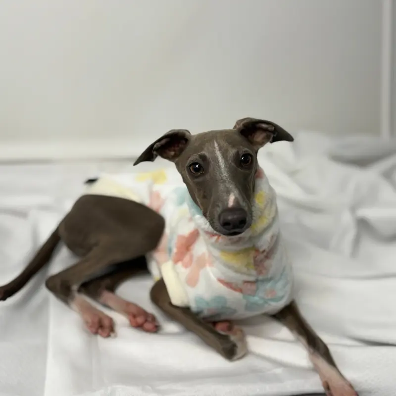 Kevin the Italian Greyhound Modeling The Sighthound Collections Butterfly Boop Burnout Fleece An off white with pastel butterfly print sitting face on