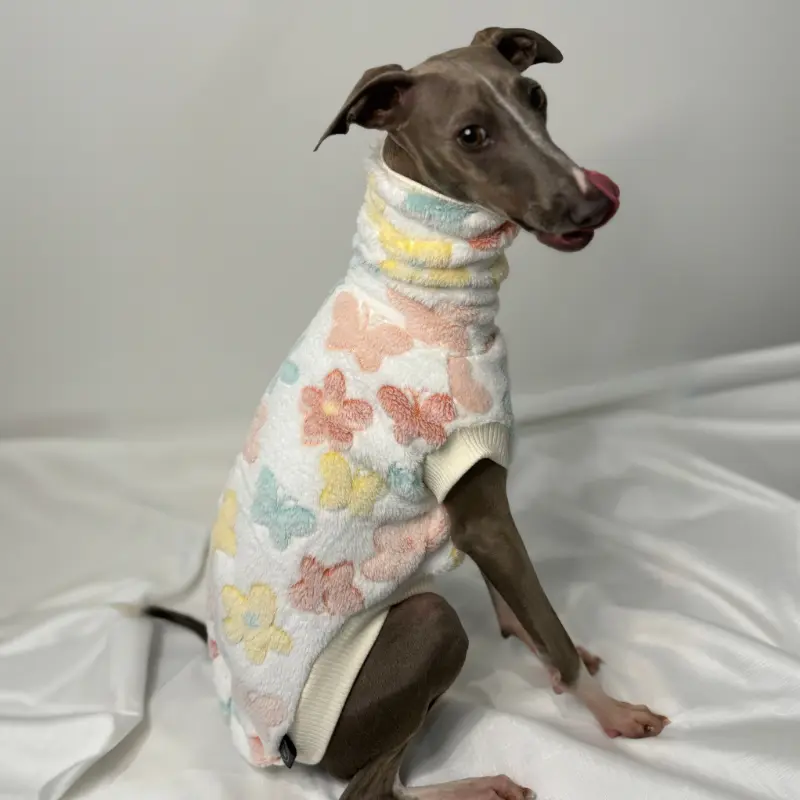 Kevin the Italian Greyhound Modeling The Sighthound Collections Butterfly Boop Burnout Fleece An off white with pastel butterfly print side view