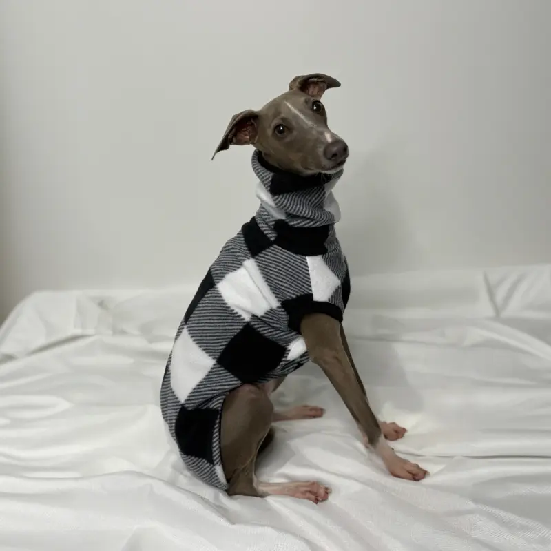 Kevin an Italian Greyhound Modelling The Sighthound Collection sCheck Me Out Sleeveless Fleece a Checkered Black, Grey and White Suit