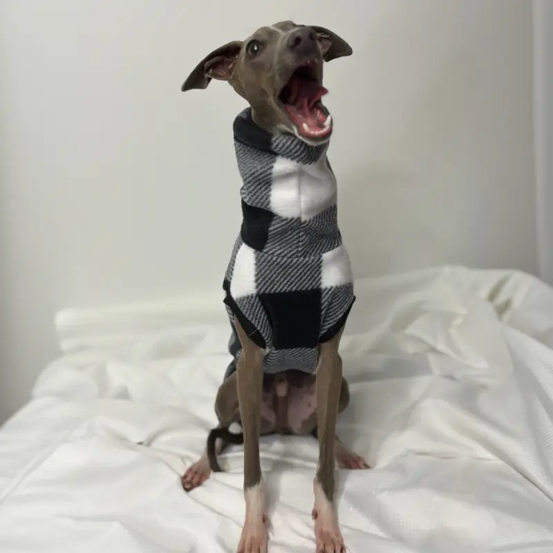 Kevin an Italian Greyhound Modelling The Sighthound Collection sCheck Me Out Sleeveless Fleece a Checkered Black, Grey and White Suit front view with a big yawn
