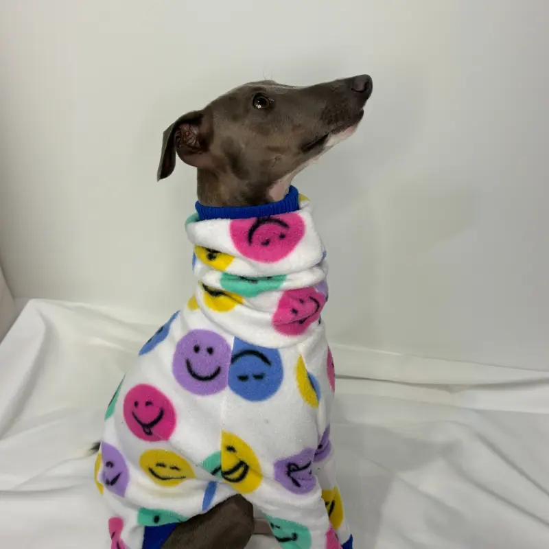 Douglas the Italian Greyhound moddeling The Sighthound Collections Half Suit in Happy Hound print a white suit with multi coloured Happy face emojis.