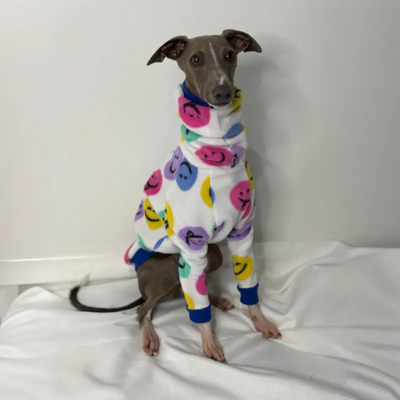 Douglas the Italian Greyhound Sitting up modeling The Sighthound Collections Half Suit in Happy Hound front view print a white suit with multi coloured Happy face emojis.