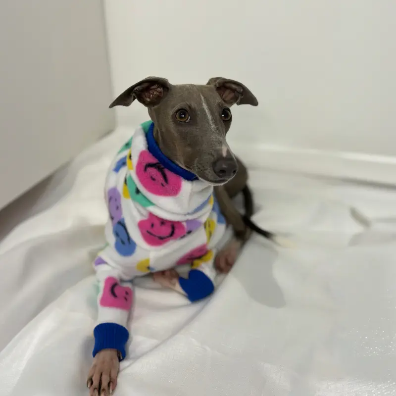 Douglas the Italian Greyhound Laying down modeling The Sighthound Collections Half Suit in Happy Hound front view print a white suit with multi coloured Happy face emojis.