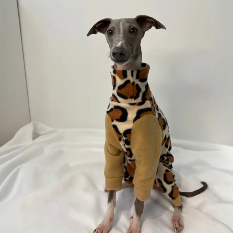 Kevin the Italian Greyhound sitting up looking at the camers in Cheetah patterned Full Suit